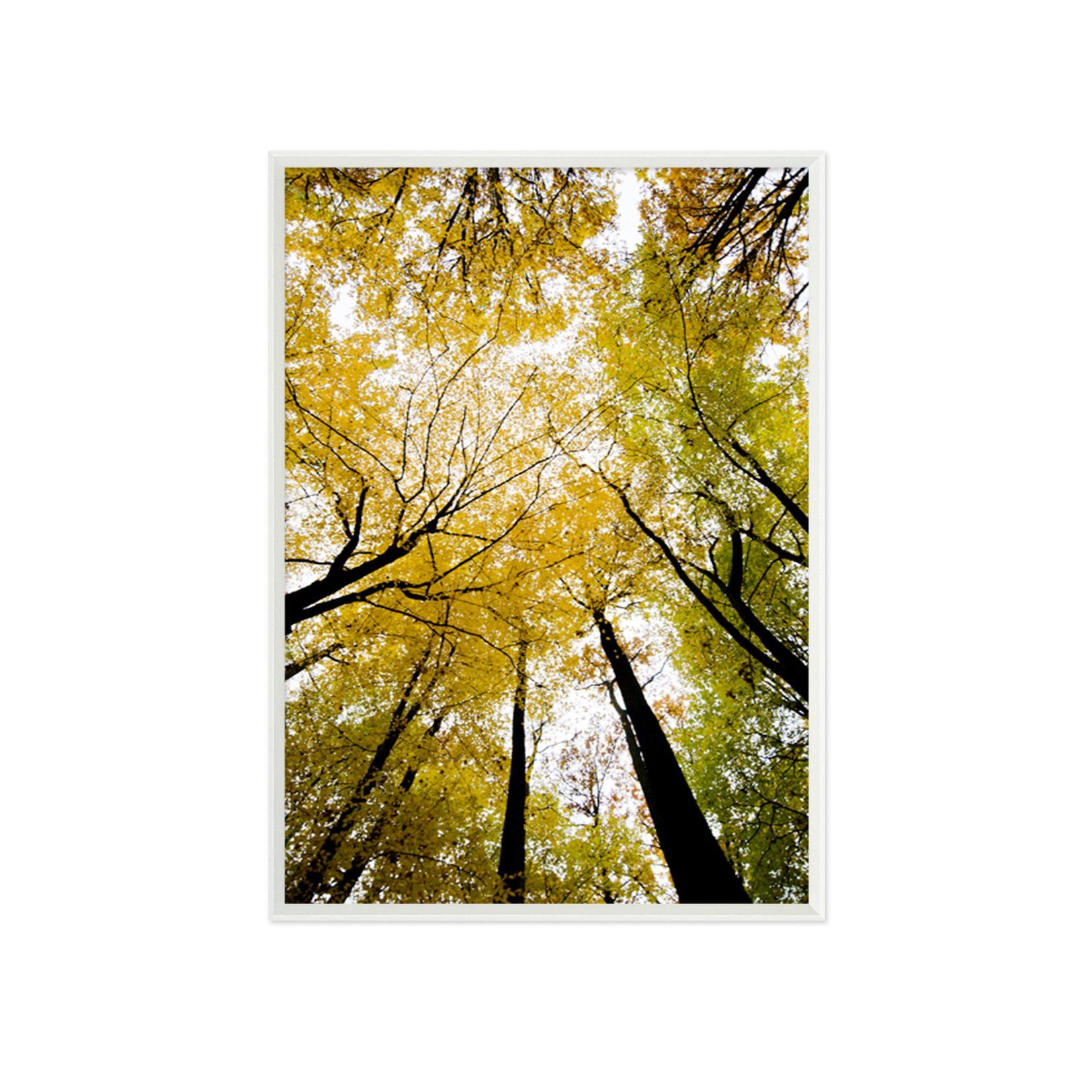 3D Sunny Tree 006 Fake Framed Print Painting Wallpaper AJ Creativity Home