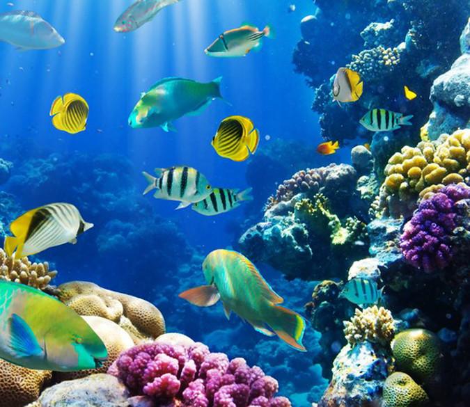 Colorful Fishes Wallpaper AJ Wallpaper