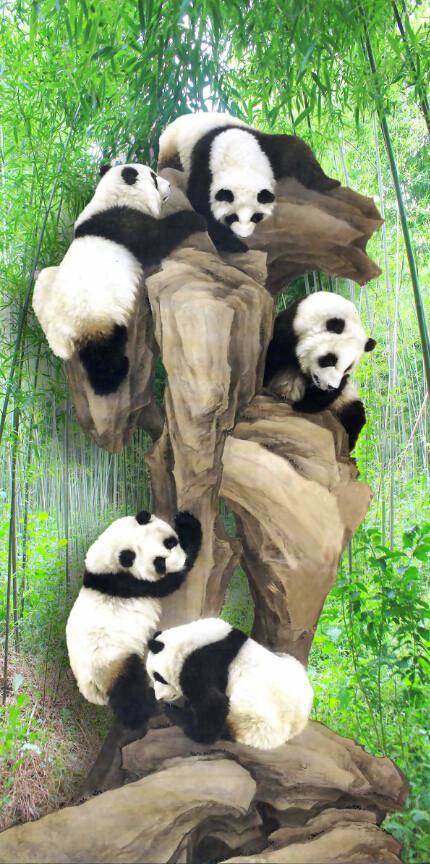 Pandas Climbing Stones Wallpaper AJ Wallpaper 2