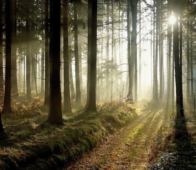 Forest Trail Wallpaper AJ Wallpaper