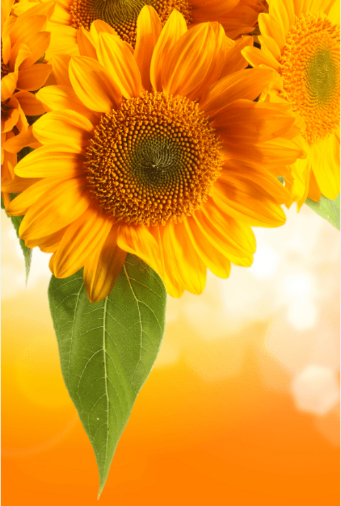 Orange Chrysanthemums 1 Wallpaper AJ Wallpaper