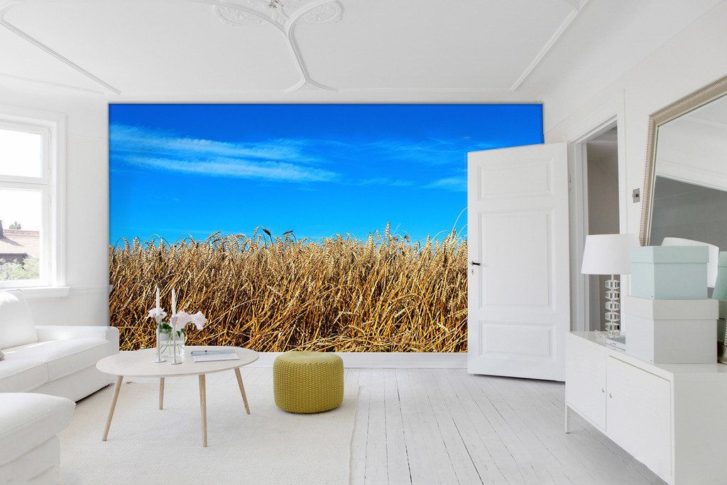 Mature Wheat Wallpaper AJ Wallpaper