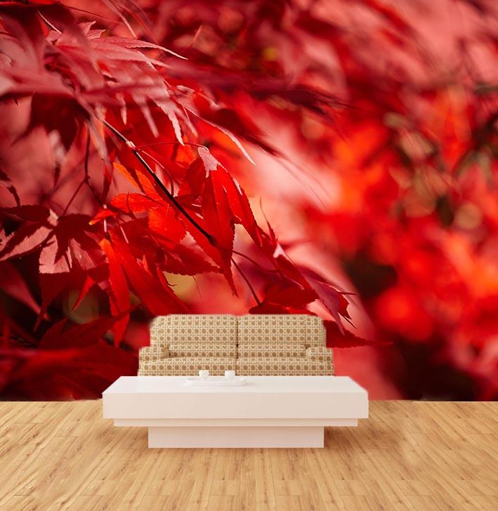 Red Maple Leaf Wallpaper AJ Wallpaper