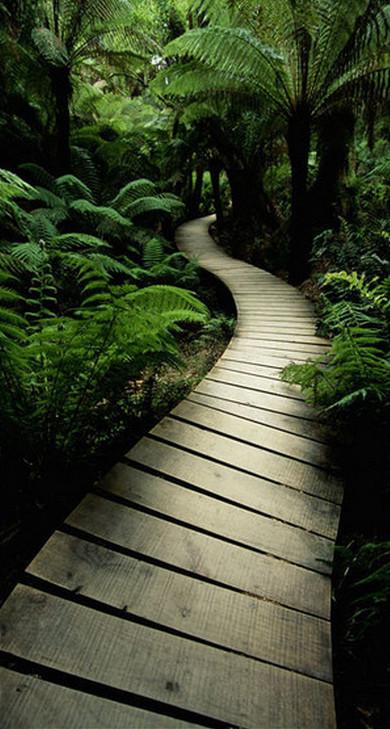 3D plank bridge in the woods door mural Wallpaper AJ Wallpaper