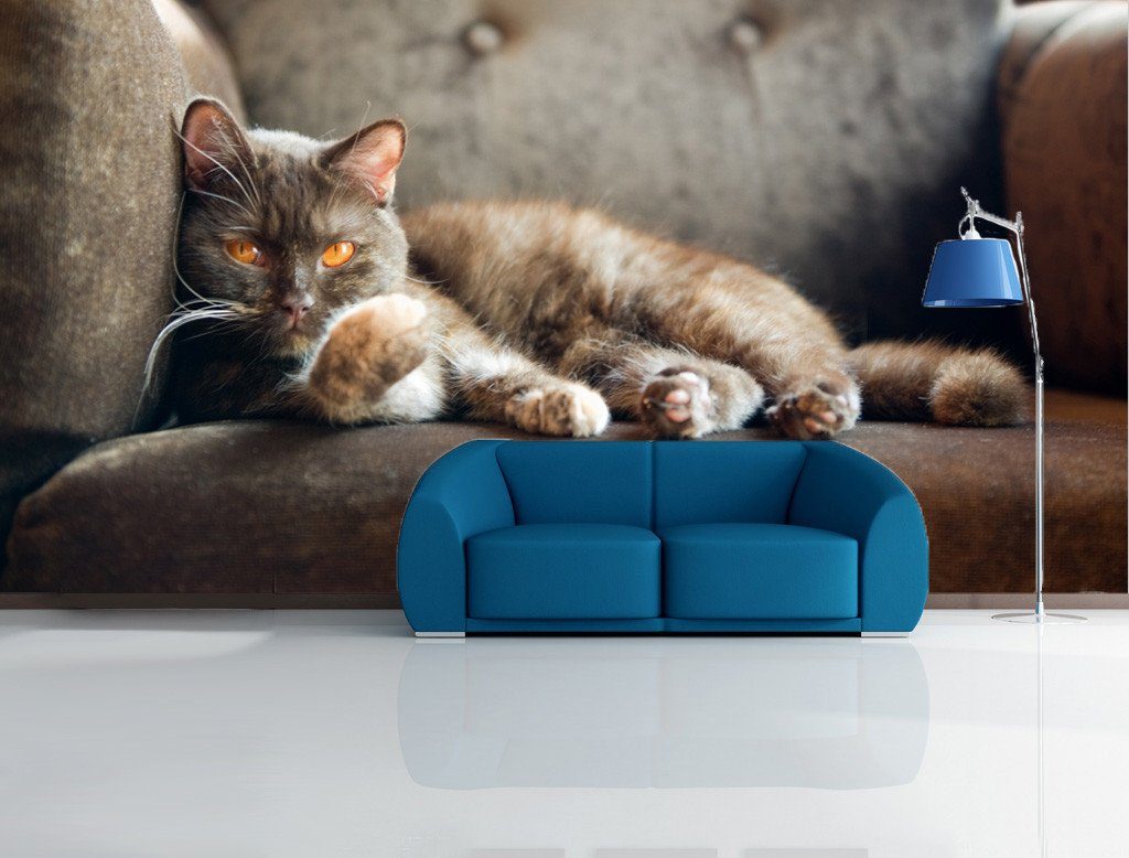 Staring Cat 1 Wallpaper AJ Wallpaper