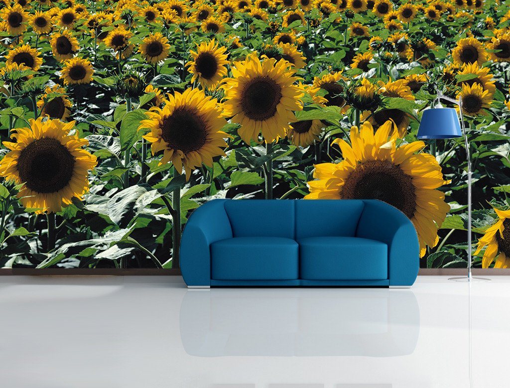 Boundless Sunflowers Wallpaper AJ Wallpaper