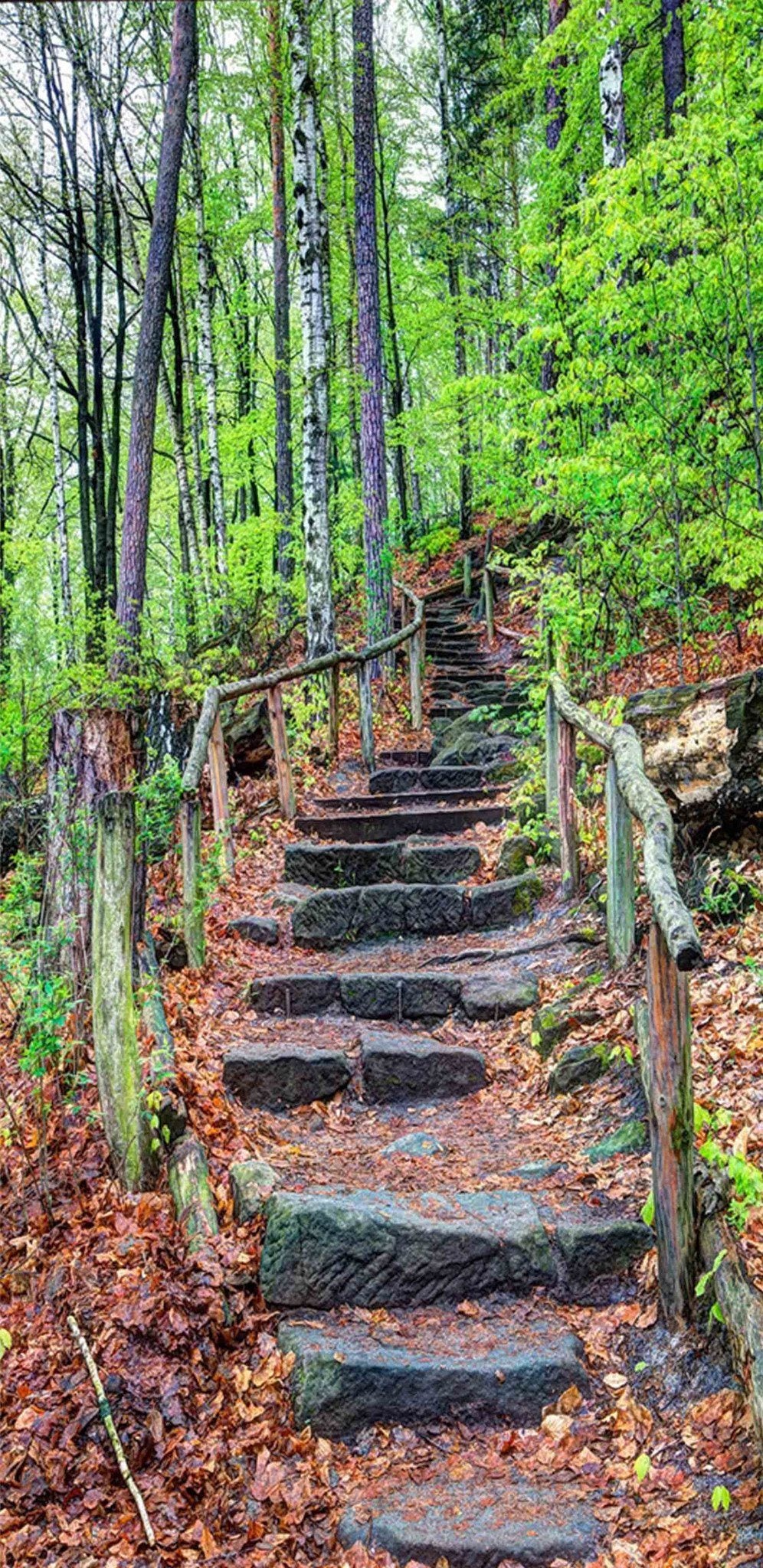 3D Forest Stones Stairs 74 Door Mural Wallpaper AJ Wallpaper