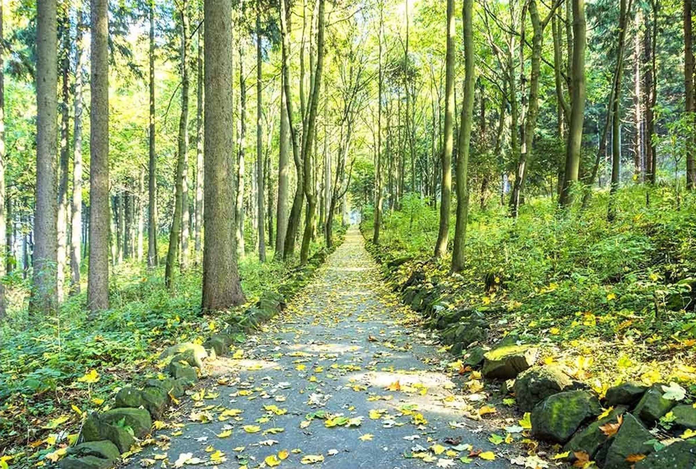 3D Forest Road Scenery 364 Garage Door Mural Wallpaper AJ Wallpaper