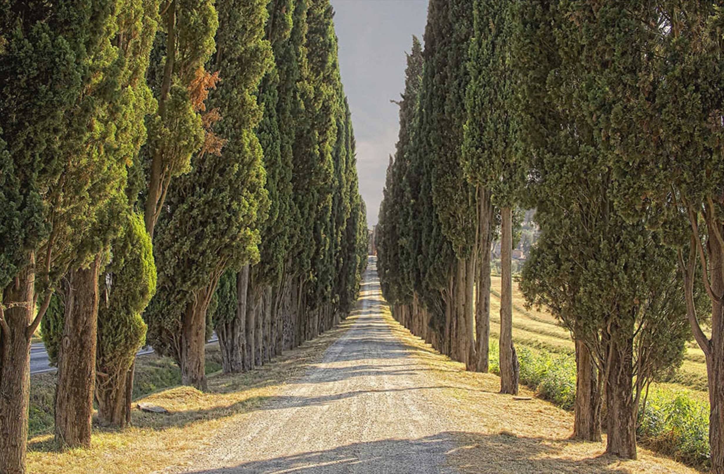 3D Road Trees Rows 350 Garage Door Mural Wallpaper AJ Wallpaper