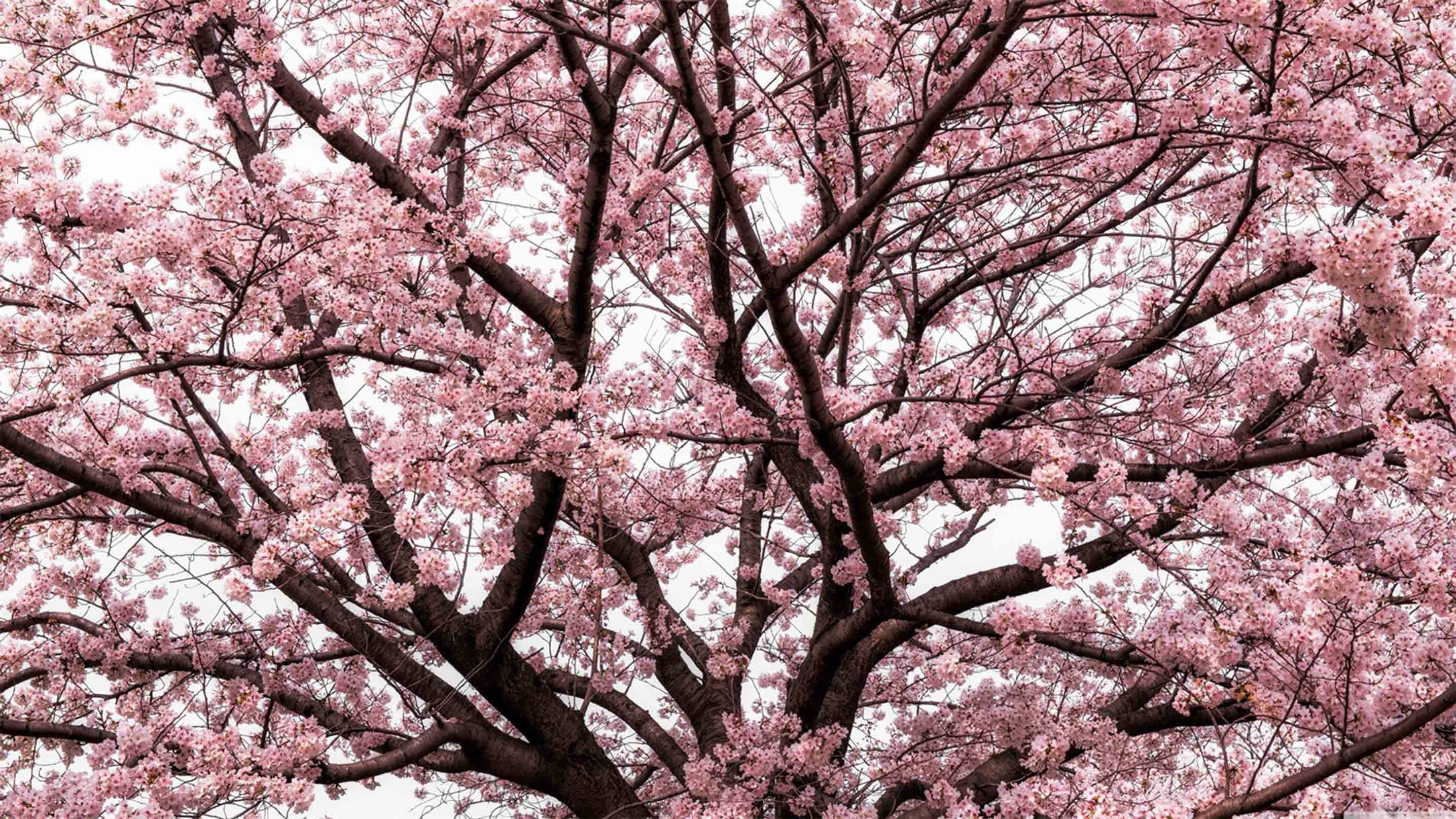 3D Flowering Tree 506 Kitchen Mat Floor Mural Wallpaper AJ Wallpaper