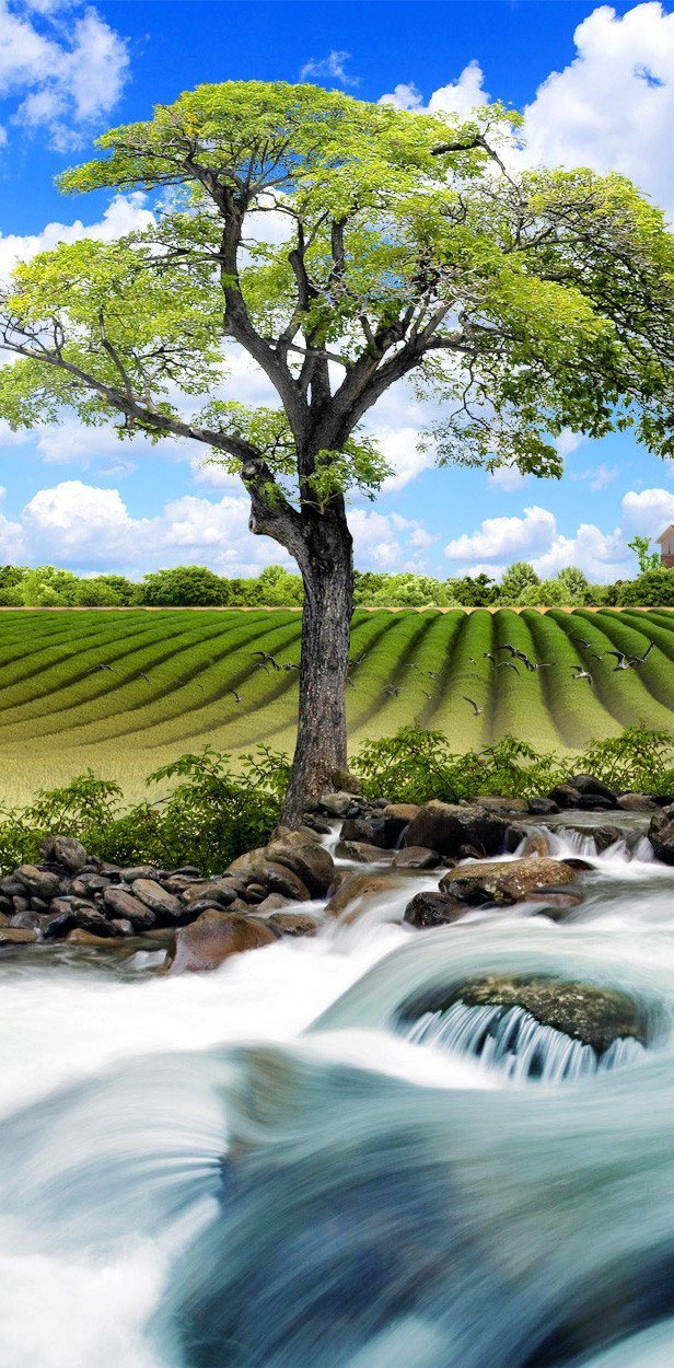 3D tree field heaven door mural Wallpaper AJ Wallpaper