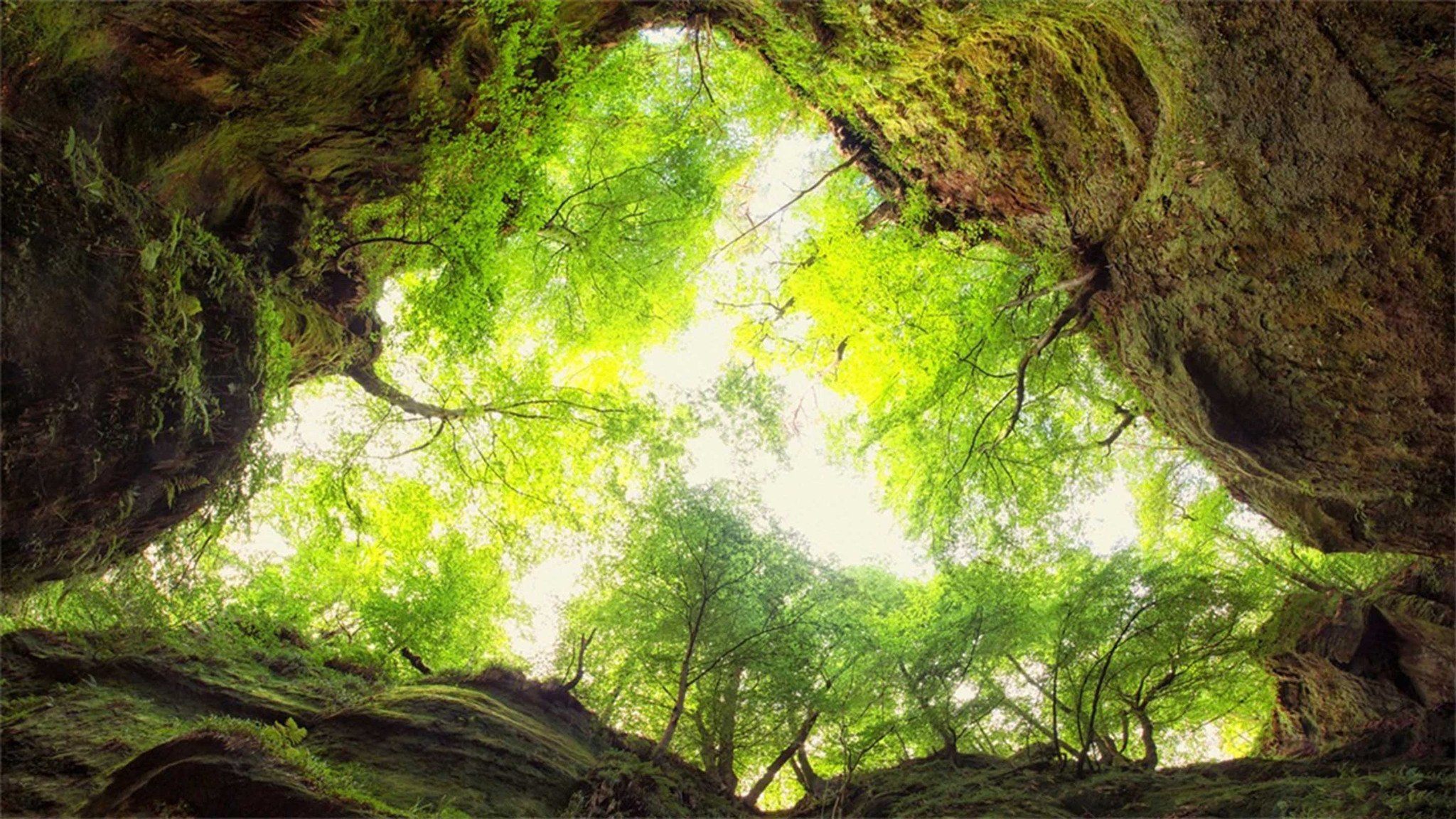 Forest Cave Scenery Wallpaper AJ Wallpaper