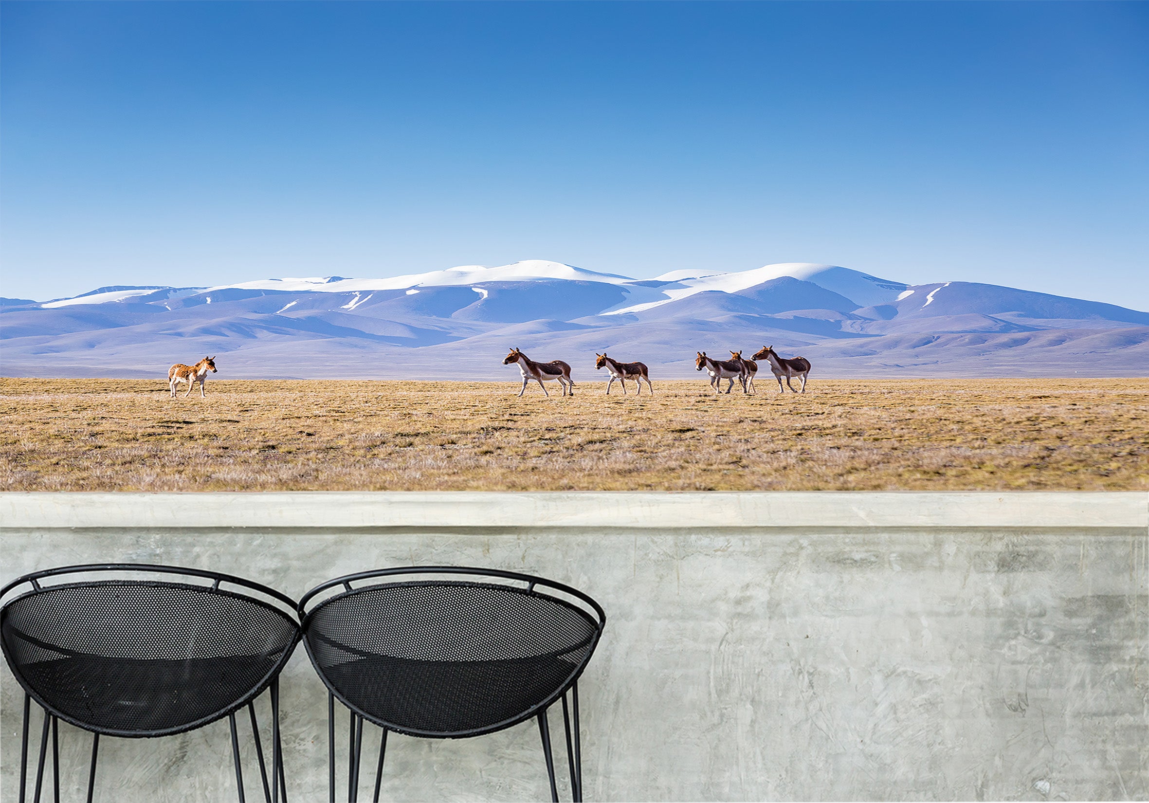 3D Prairie Horse 039 Wall Murals Wallpaper AJ Wallpaper 2