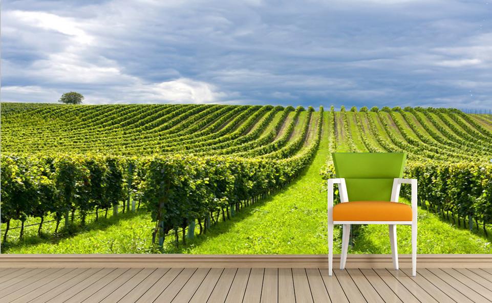 Green Vineyards 1 Wallpaper AJ Wallpaper