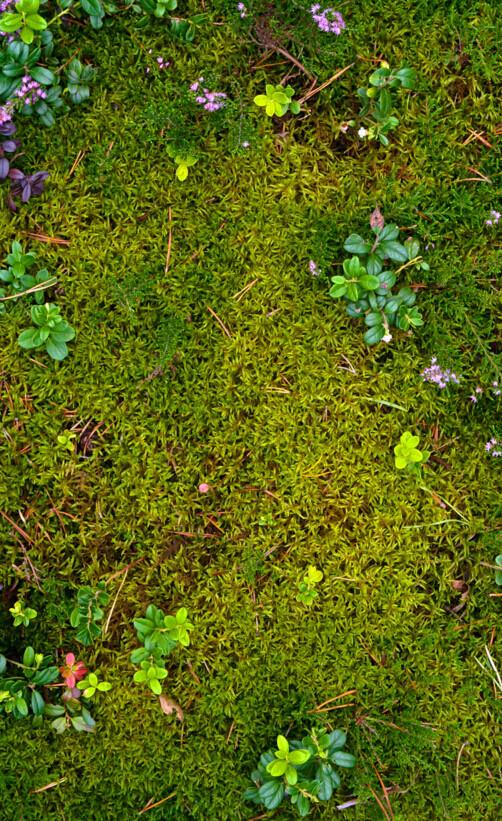 3D Lush Plants Floor Mural Wallpaper AJ Wallpaper 2