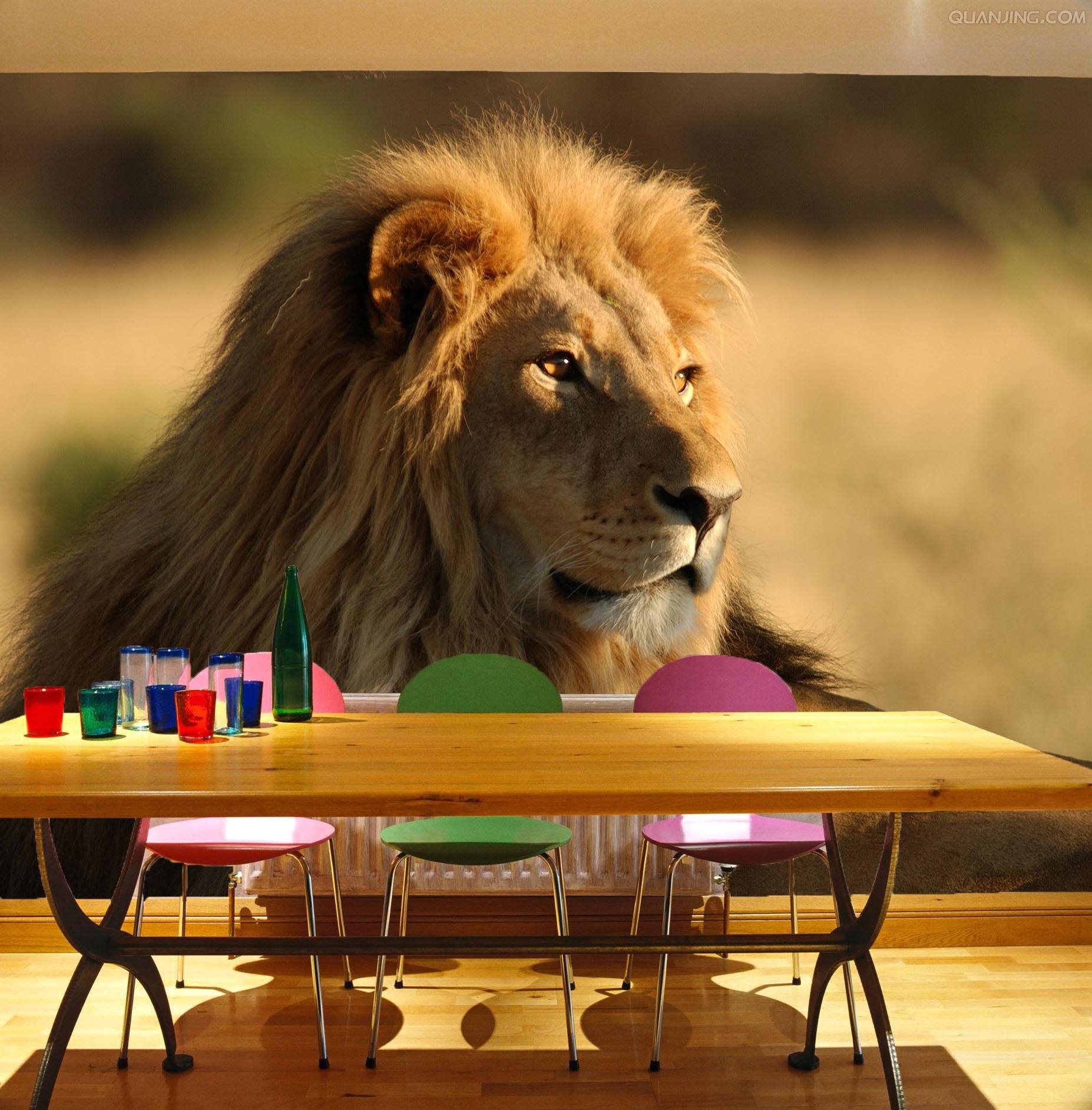 Big Lion Wallpaper AJ Wallpaper