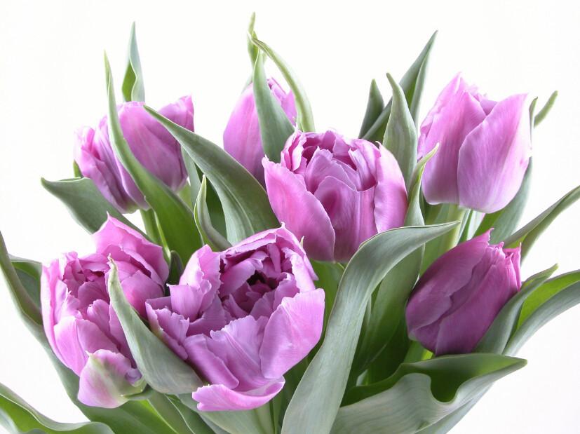 Purple Tulips Wallpaper AJ Wallpaper