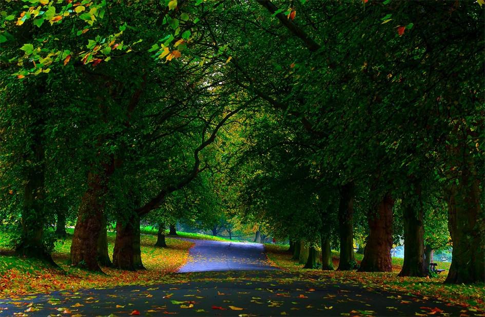 3D Roadside Green Trees 249 Garage Door Mural Wallpaper AJ Wallpaper
