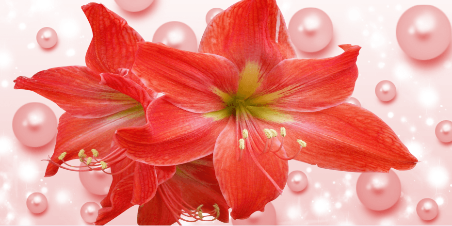 Pearls And Lilies Wallpaper AJ Wallpaper