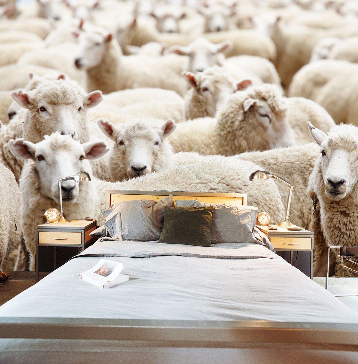 Flocks Of Sheep Wallpaper AJ Wallpaper