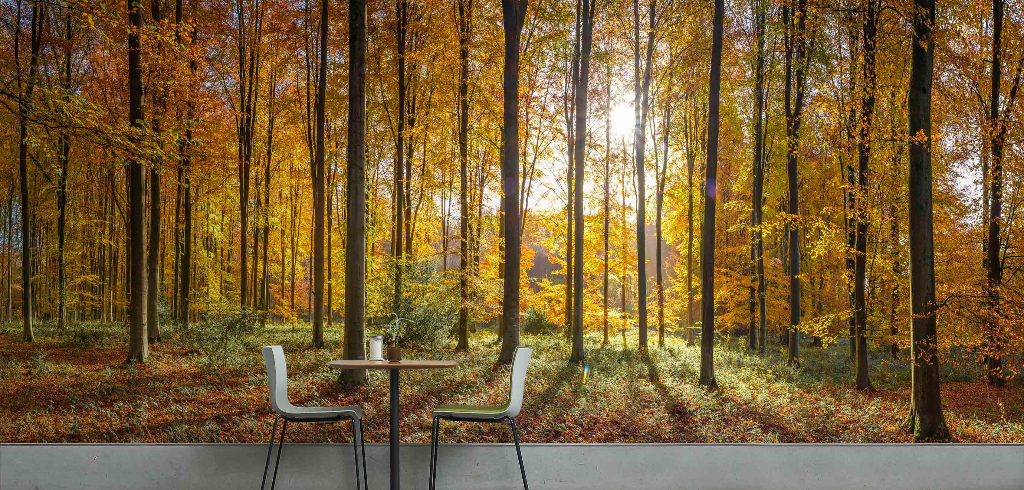 3D Autumn Forest 6276 Assaf Frank Wall Mural Wall Murals