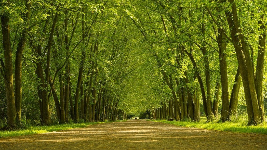 3D Green Sprouting Trees 236 Garage Door Mural Wallpaper AJ Wallpaper