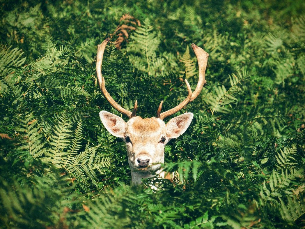 3D Grass Animal 231 Garage Door Mural Wallpaper AJ Wallpaper