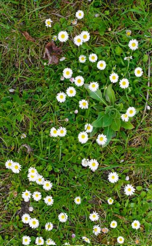 3D Pure White Flowers Floor Mural Wallpaper AJ Wallpaper 2