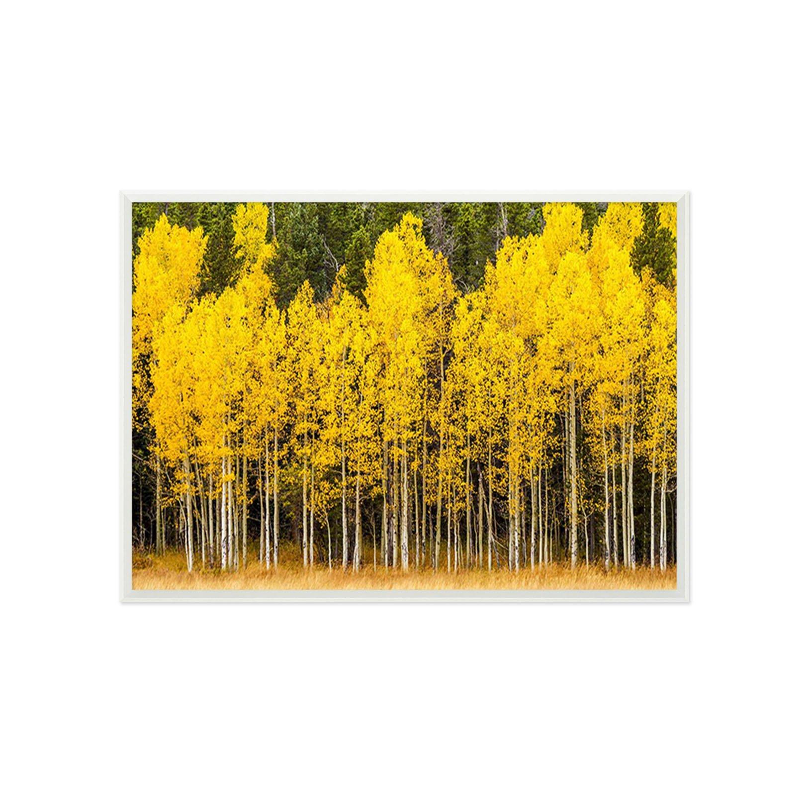 3D Maple Forest 105 Fake Framed Print Painting Wallpaper AJ Creativity Home