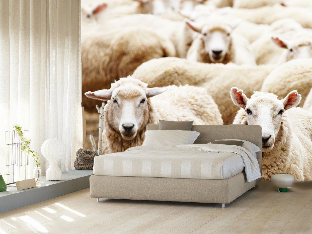 Flocks Of Sheep 1 Wallpaper AJ Wallpaper