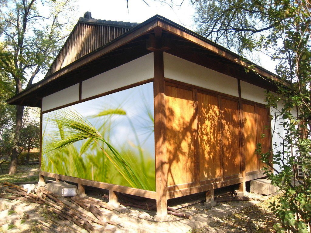 Green Wheat Wallpaper AJ Wallpaper