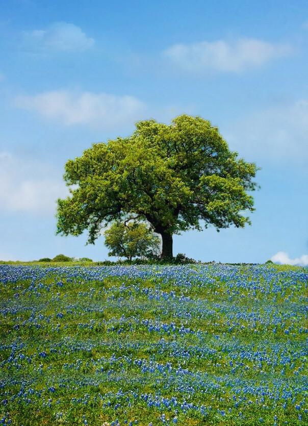 Slope Trees Wallpaper AJ Wallpaper