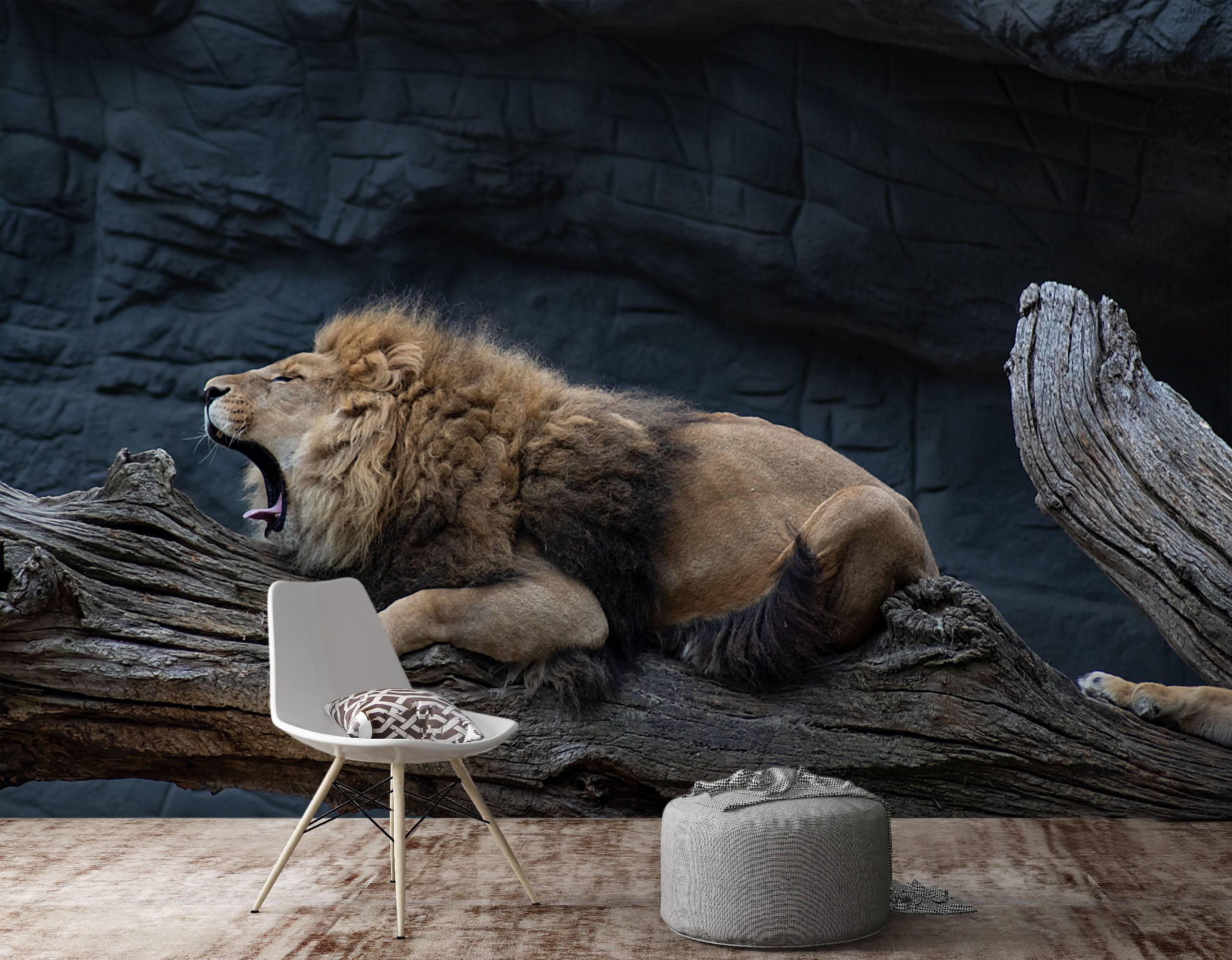 3D Dozing Lion 213 Wallpaper AJ Wallpaper