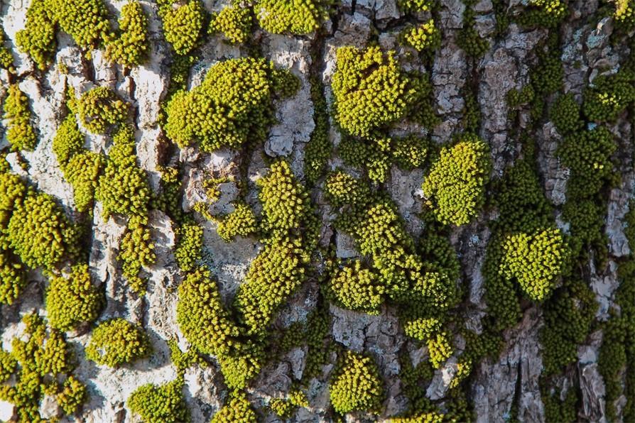 3D Cliff Green Mosses 230 Garage Door Mural Wallpaper AJ Wallpaper