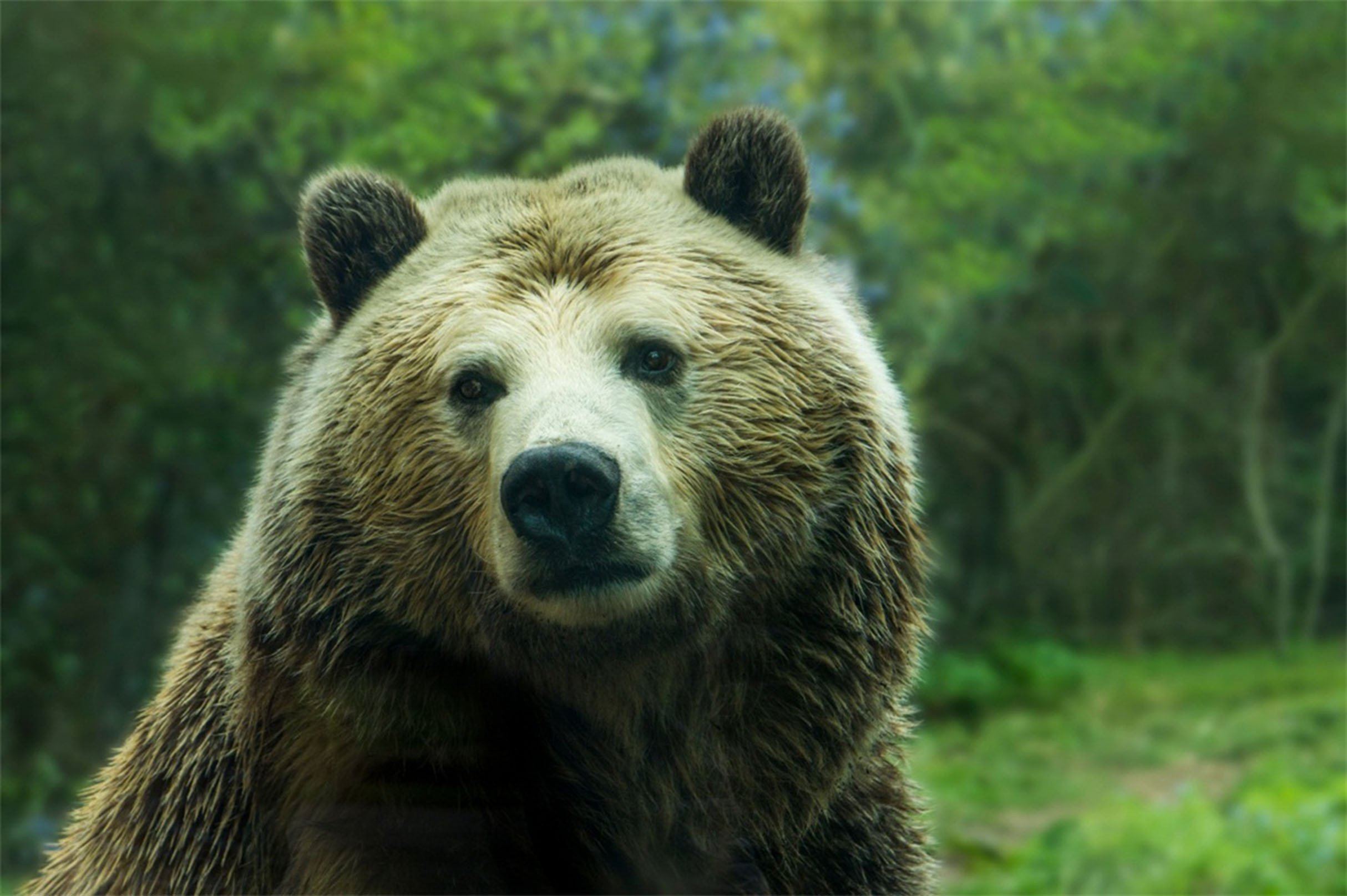 3D Innocent Bear 301 Garage Door Mural Wallpaper AJ Wallpaper