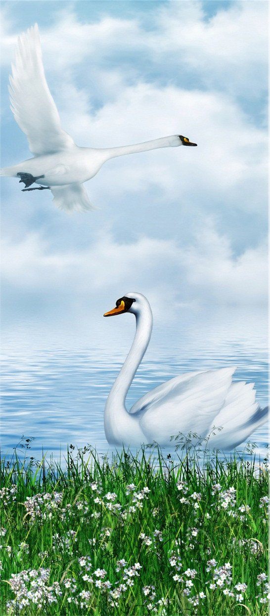 3D swan the blue sky and white clouds door mural Wallpaper AJ Wallpaper