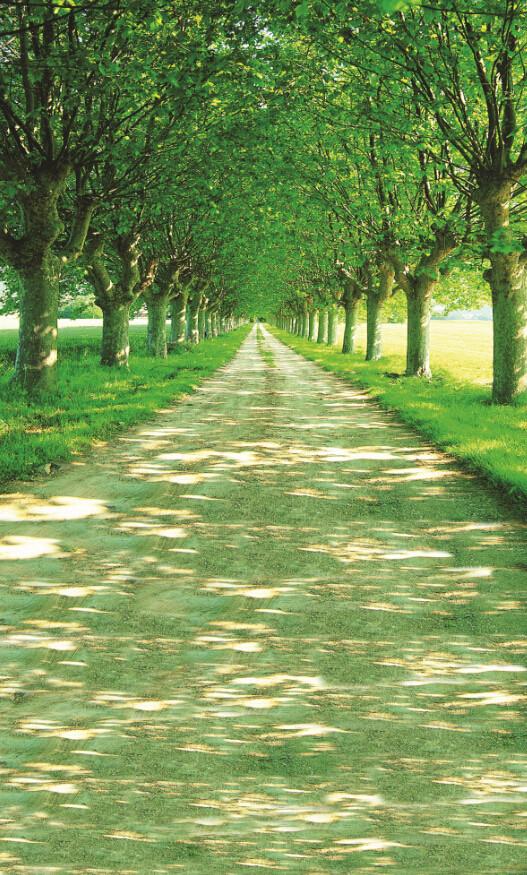 Green Trees Road Wallpaper AJ Wallpaper