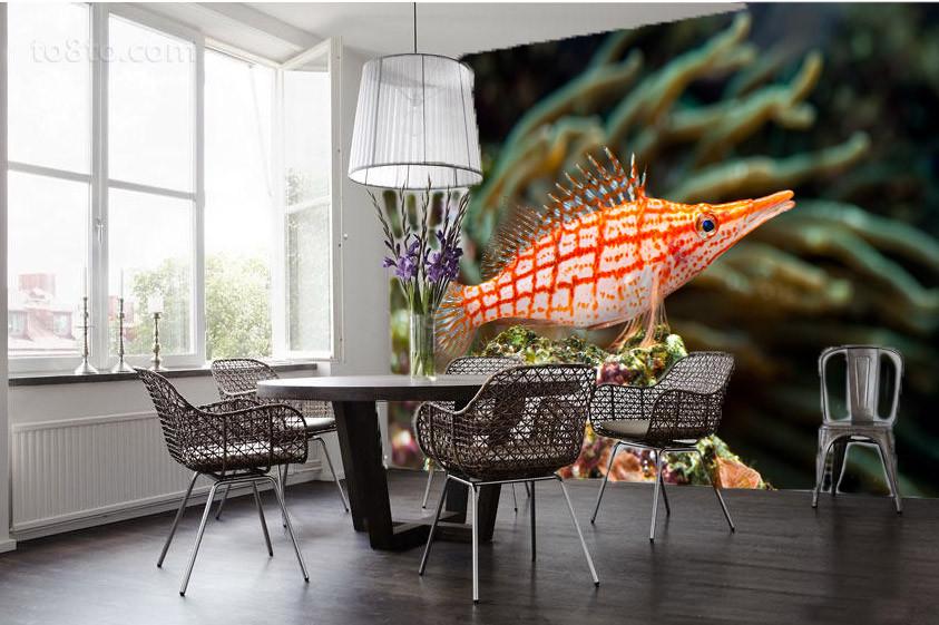 Beautiful Orange Pipefish Wallpaper AJ Wallpaper