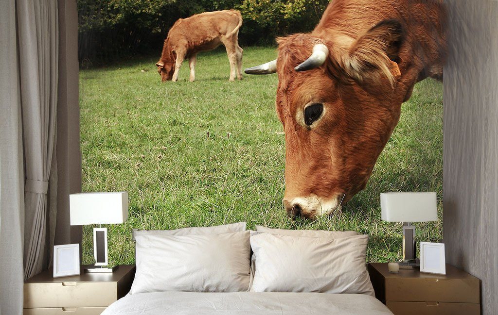 Browsing Cattles 1 Wallpaper AJ Wallpaper