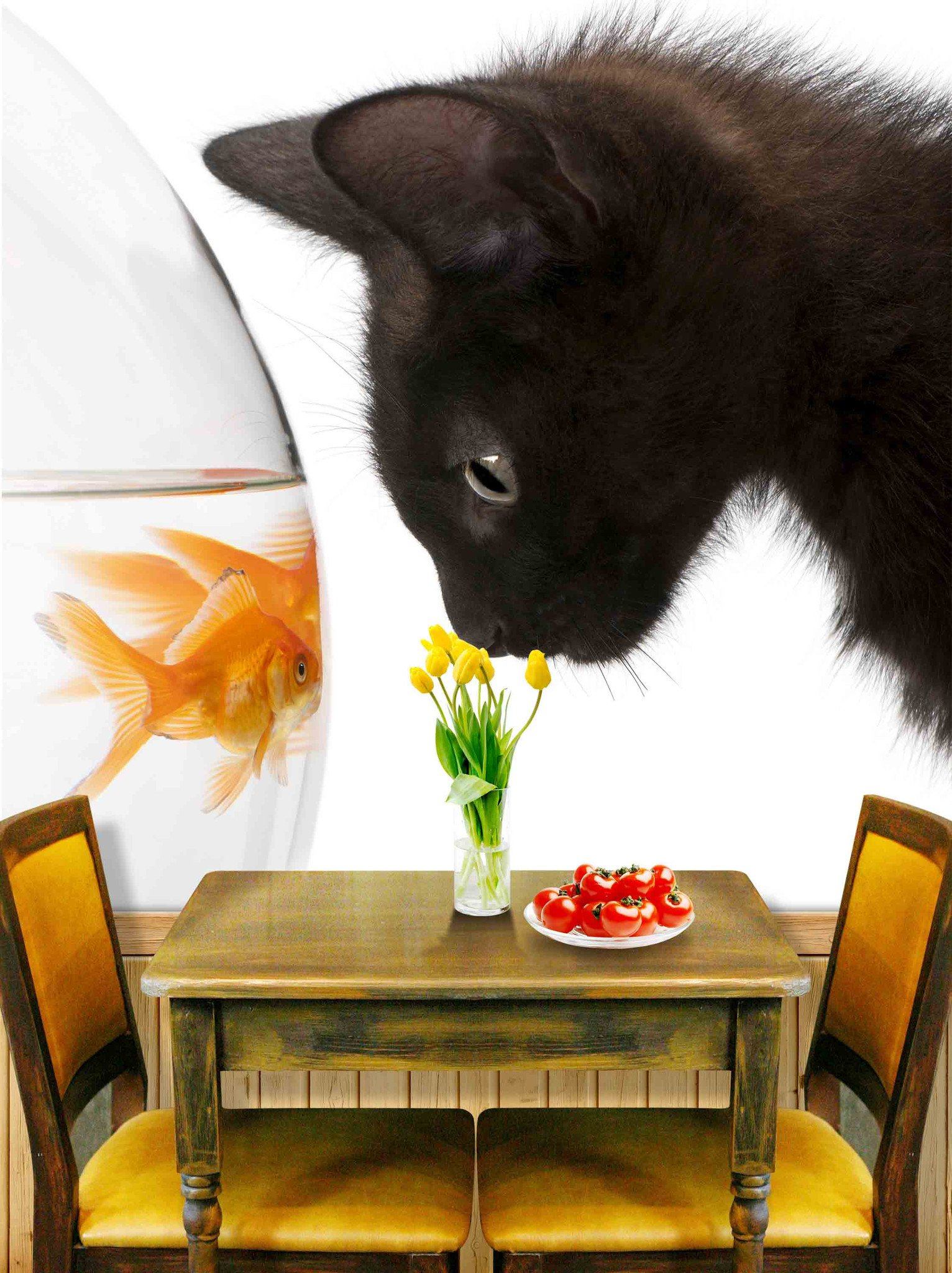 Cat And Fishes Wallpaper AJ Wallpaper