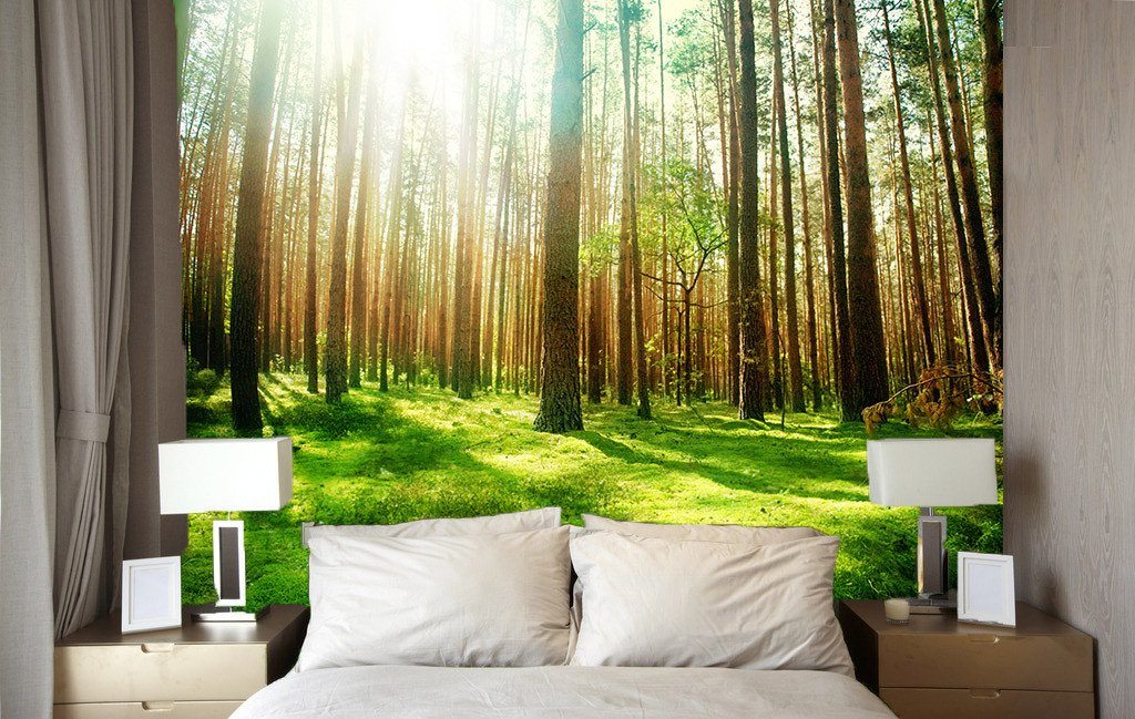 Fir Forest Wallpaper AJ Wallpaper