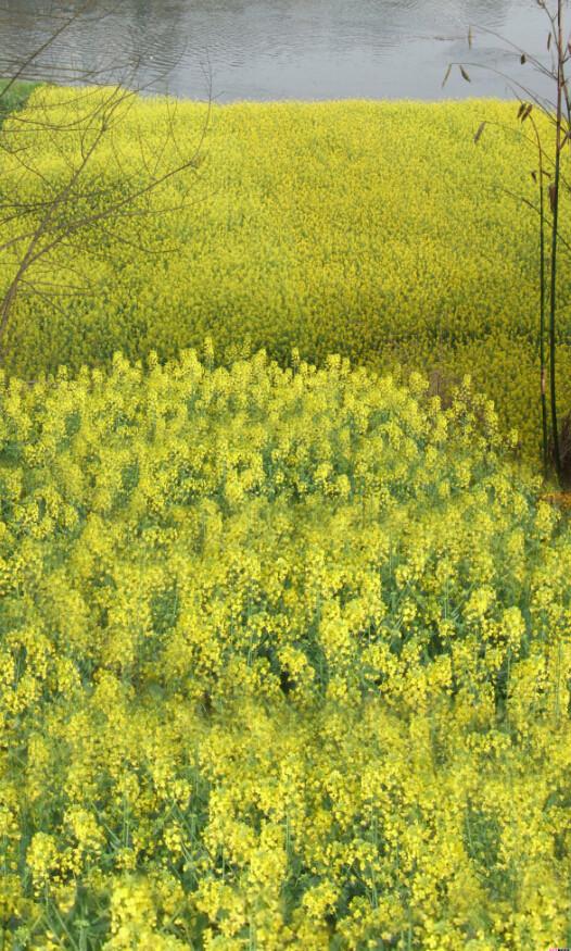 Rape Flower Fields 7 Wallpaper AJ Wallpaper