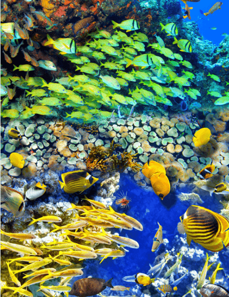 3D Colorful Ocean Floor Mural Wallpaper AJ Wallpaper 2