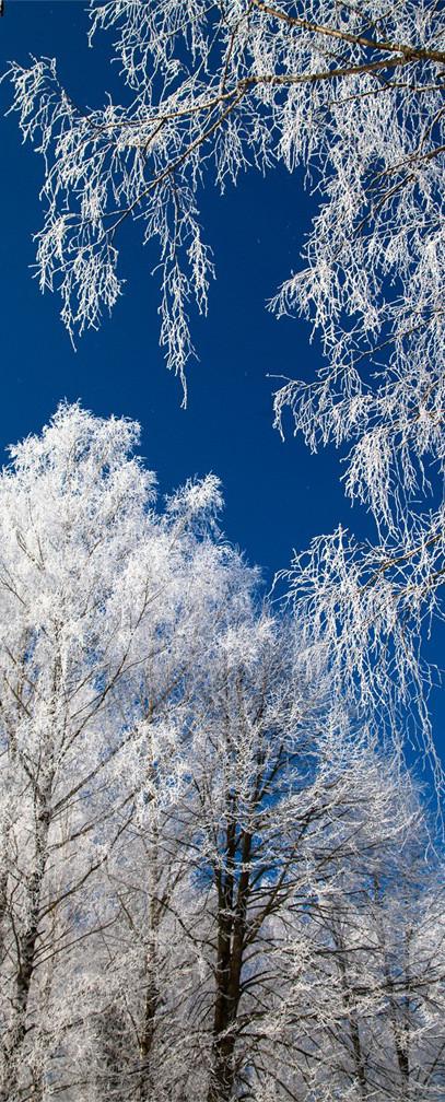 3D frozen trees blue sky door mural Wallpaper AJ Wallpaper