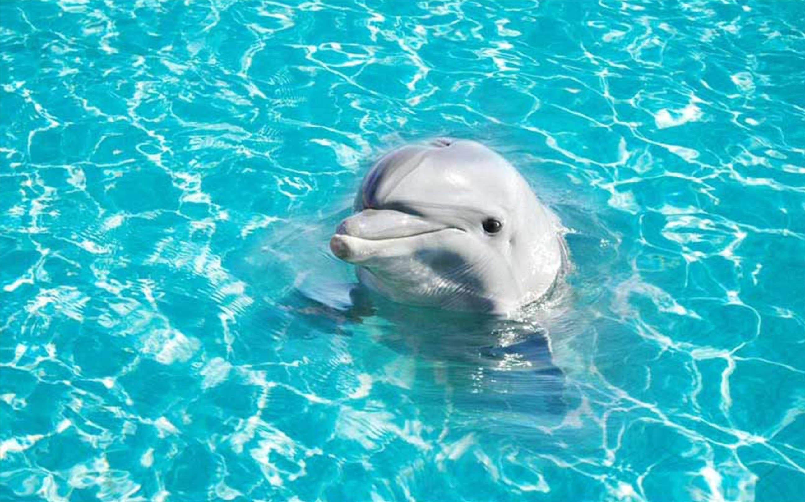 3D Blue Sea Dolphin 031 Kitchen Mat Floor Mural Wallpaper AJ Wallpaper