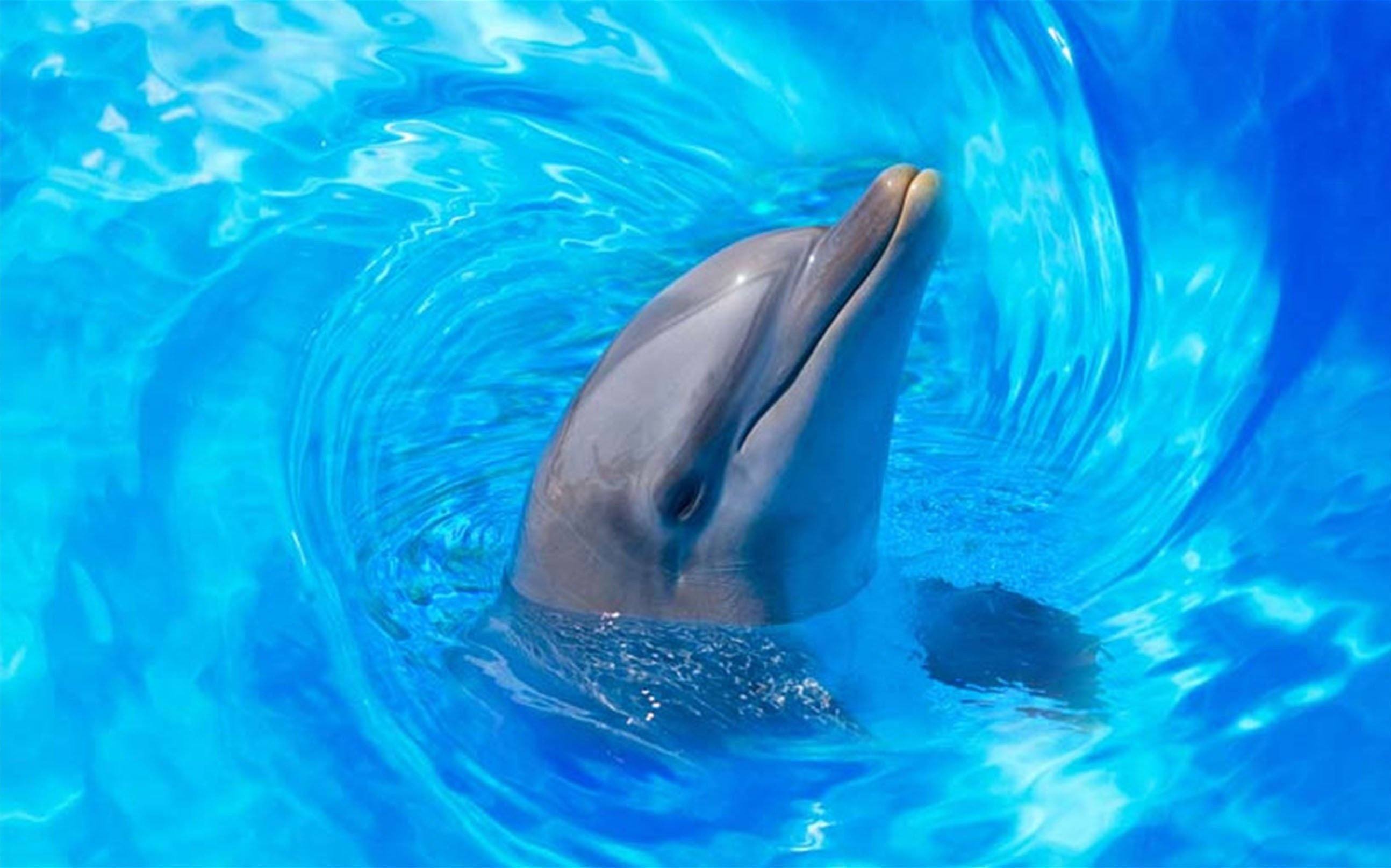 3D Playful Dolphin Kitchen Mat Floor Mural Wallpaper AJ Wallpaper