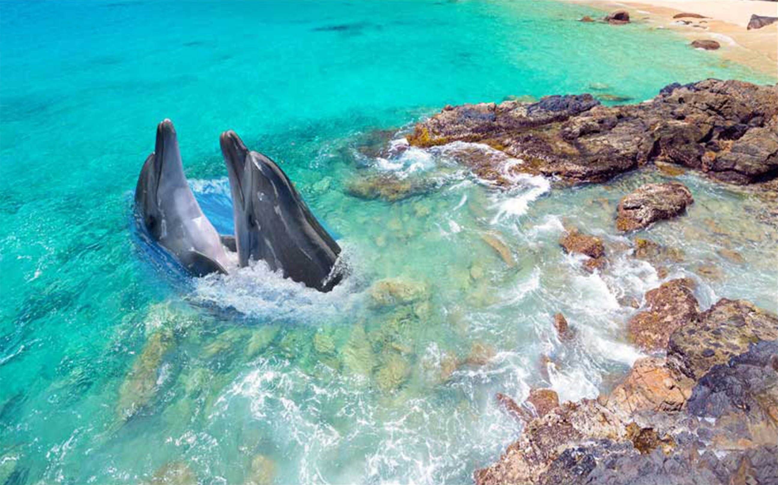 3D Seaside Dolphins 023 Kitchen Mat Floor Mural Wallpaper AJ Wallpaper