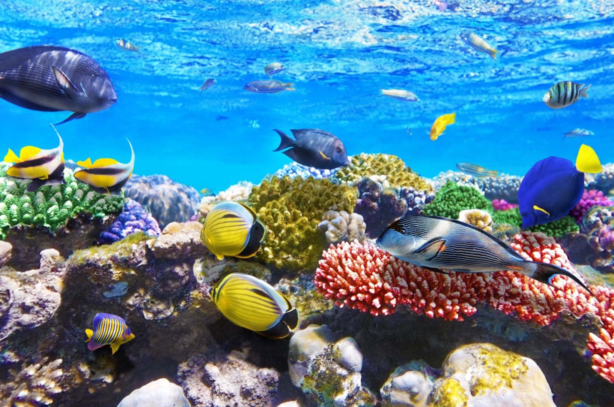 Ocean Corals Fishes Wallpaper AJ Wallpaper