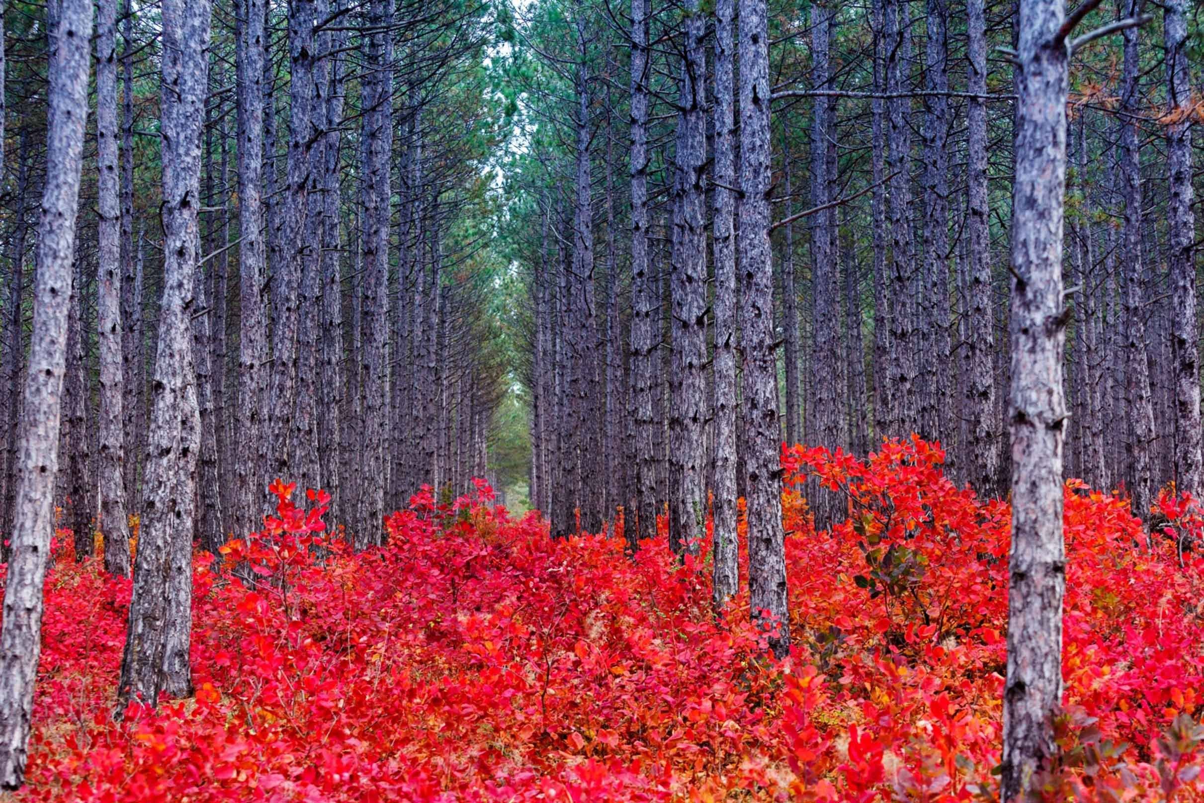 3D Forest Plants 601 Kitchen Mat Floor Mural Wallpaper AJ Wallpaper