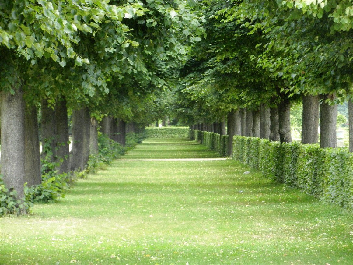 3D Green Trees Rows 265 Garage Door Mural Wallpaper AJ Wallpaper